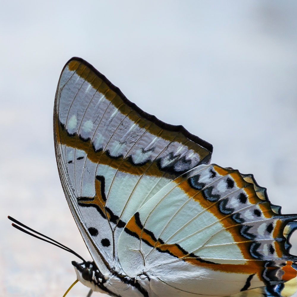 Close up photo of blue butterfly